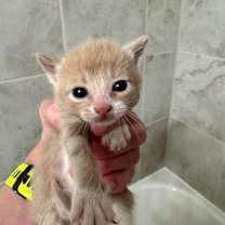 Thumbnail photo of Scoobie (Bonded to Jimmy Jr.) #2