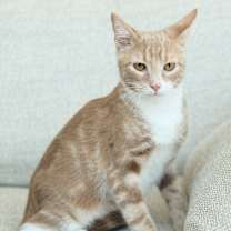 Thumbnail photo of Scoobie (Bonded to Jimmy Jr.) #4