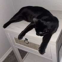 Thumbnail photo of Moe #3