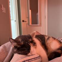 Thumbnail photo of Hella #4