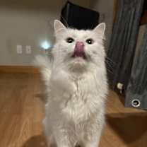 Thumbnail photo of Blizzard #1