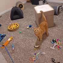 Thumbnail photo of Bella #1