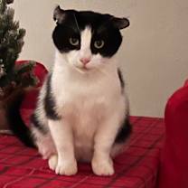 Thumbnail photo of Ace #1