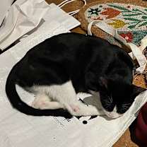 Thumbnail photo of Clementine #2