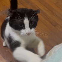 Thumbnail photo of Ace #2