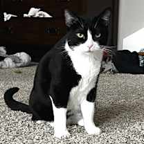 Thumbnail photo of Clementine #3