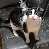 Thumbnail photo of Ace #3