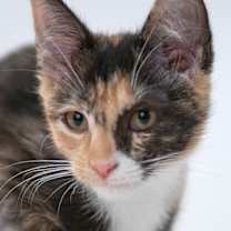 Thumbnail photo of Alexis #1