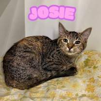 Thumbnail photo of Josie #1