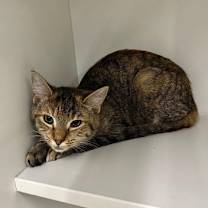 Thumbnail photo of Josie #4