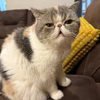 Thumbnail photo of Damia #3