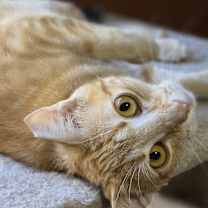 Thumbnail photo of Sienna #2