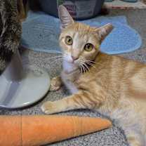 Thumbnail photo of Sienna #3