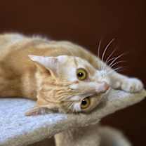 Thumbnail photo of Sienna #4