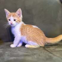 Thumbnail photo of Smee (girl) #1