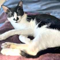 Thumbnail photo of Jimmy Jr. (Bonded to Scoobie) #1