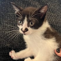 Thumbnail photo of Jimmy Jr. (Bonded to Scoobie) #2