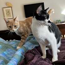 Thumbnail photo of Jimmy Jr. (Bonded to Scoobie) #3