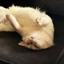 Thumbnail photo of Curtis #1