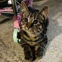 Thumbnail photo of Chase #1