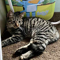 Thumbnail photo of Chase #2