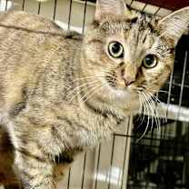 Thumbnail photo of Indigo #2