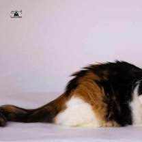 Thumbnail photo of Jessey #1