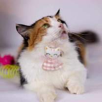 Thumbnail photo of Jessey #3