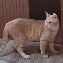 Thumbnail photo of MeshMesh #2