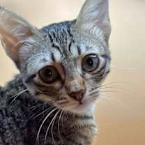 Thumbnail photo of Stella #1