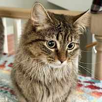 Thumbnail photo of Luna #4