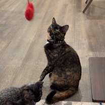 Thumbnail photo of Celeste #1