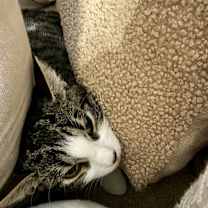 Thumbnail photo of Vaquita #1