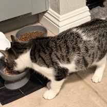 Thumbnail photo of Vaquita #4