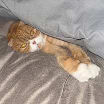 Thumbnail photo of Nala #1