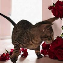 Thumbnail photo of Cricket #4