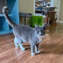 Thumbnail photo of Cher #4