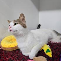 Thumbnail photo of Snow White #2