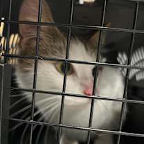 Thumbnail photo of Snow White #3