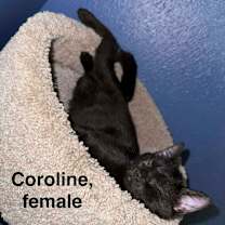 Thumbnail photo of Caroline #1