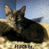 Thumbnail photo of Rucker #2