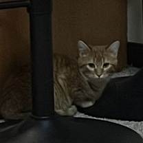 Thumbnail photo of Pumpkin #4