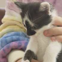 Thumbnail photo of Bandido #3