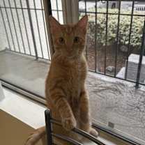 Thumbnail photo of Simba #1