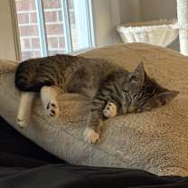 Thumbnail photo of Nyla #2