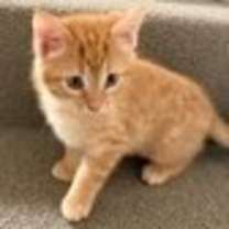 Thumbnail photo of Milo #1