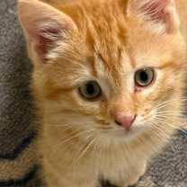 Thumbnail photo of Milo #3