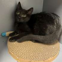 Thumbnail photo of Dakota #1