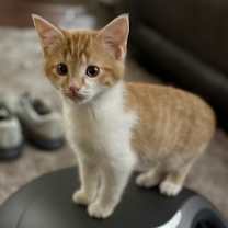 Thumbnail photo of Otis #1