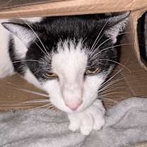 Thumbnail photo of Batman #1